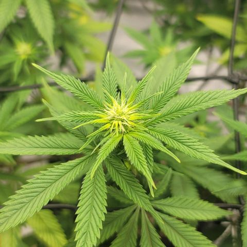 April growlog timeline photo