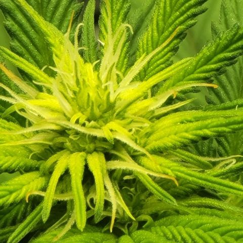 April growlog timeline photo