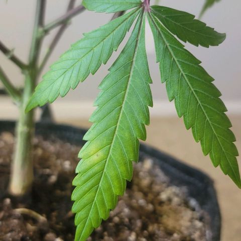 Amber growlog timeline photo