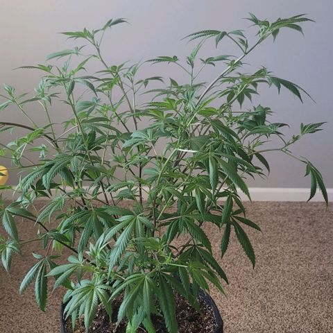 Amber growlog timeline photo
