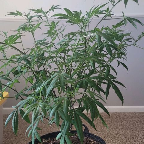 Amber growlog timeline photo