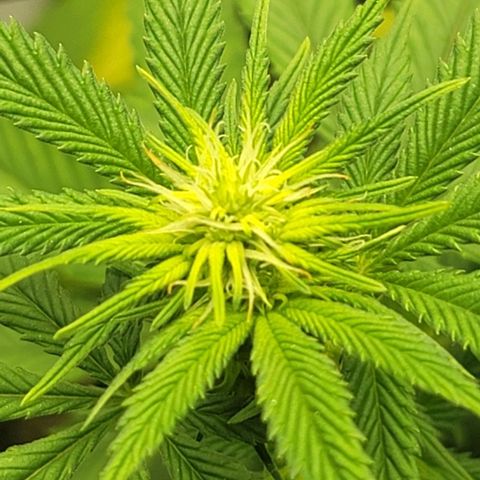 April growlog timeline photo