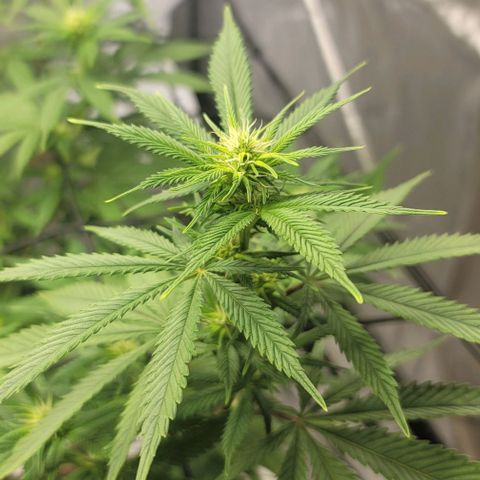 April growlog timeline photo