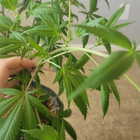 Amber growlog timeline photo
