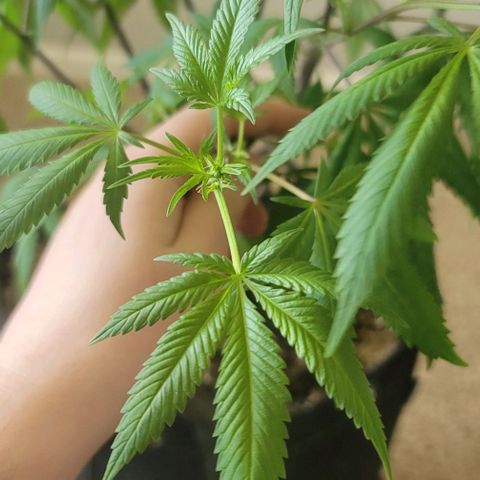 Amber growlog timeline photo