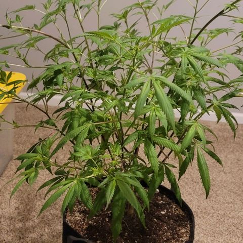 Amber growlog timeline photo