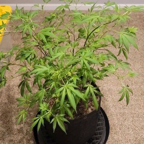 Amber growlog timeline photo