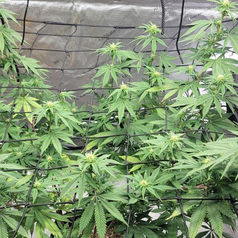 April growlog timeline photo