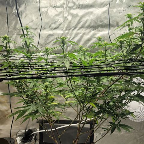 April growlog timeline photo