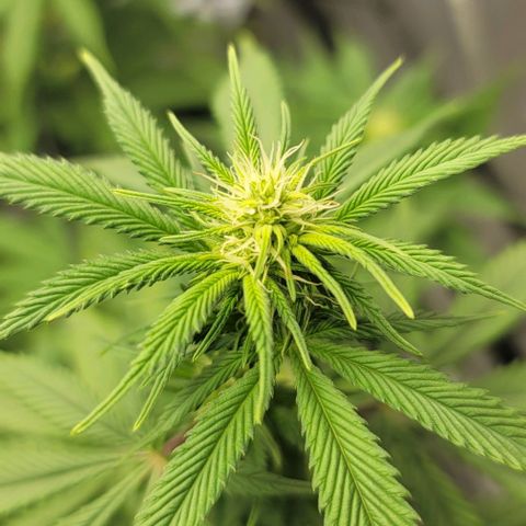 April growlog timeline photo
