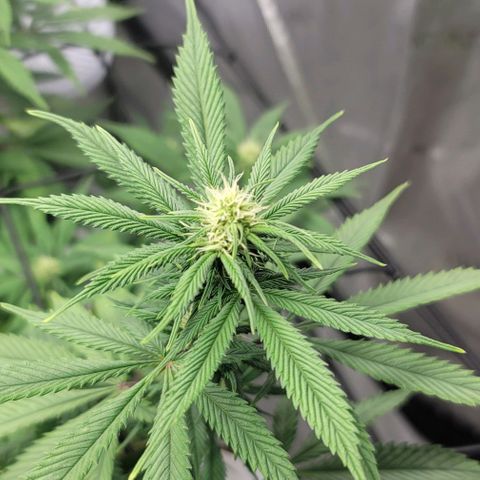 April growlog timeline photo