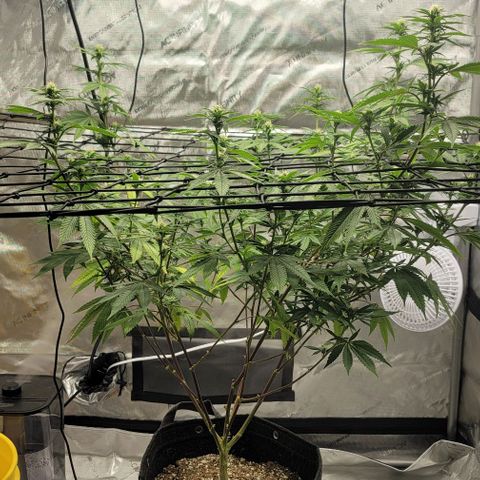 April growlog timeline photo