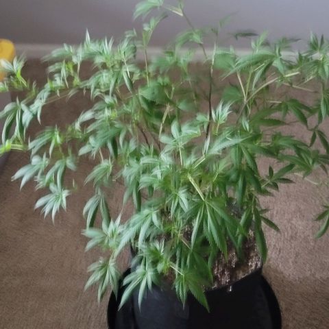 Amber growlog timeline photo