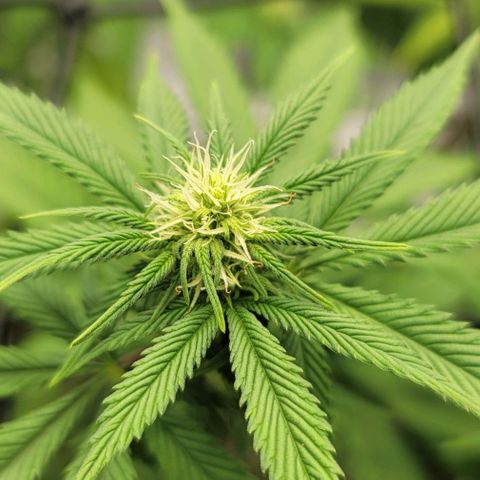April growlog timeline photo