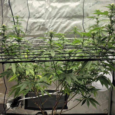 April growlog timeline photo