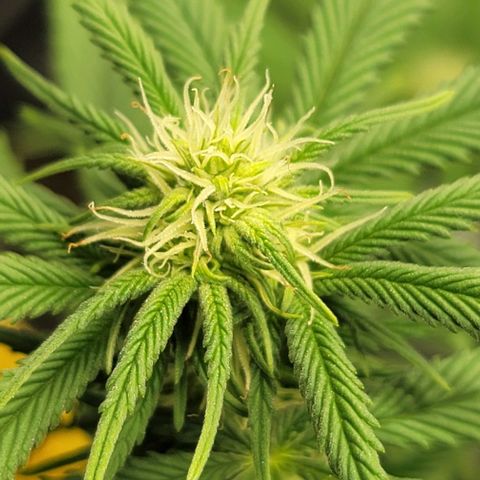 April growlog timeline photo