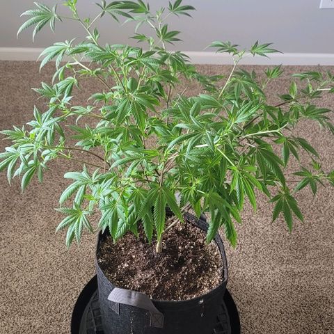 Amber growlog timeline photo
