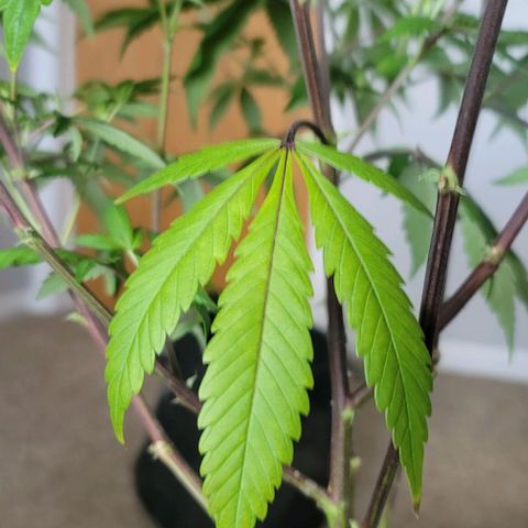 Amber growlog timeline photo