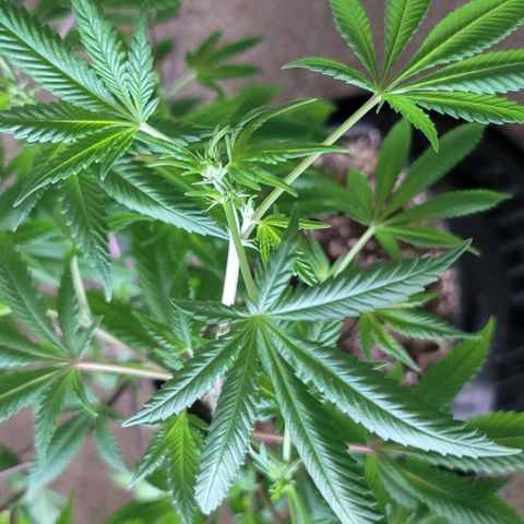 Amber growlog timeline photo