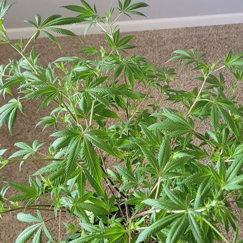 Amber growlog timeline photo