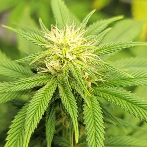 April growlog timeline photo