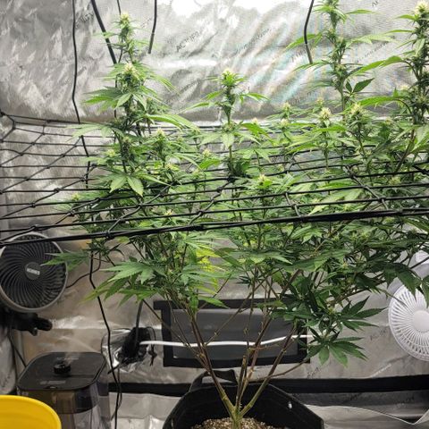 April growlog timeline photo