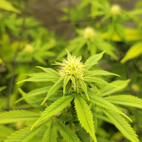 April growlog timeline photo