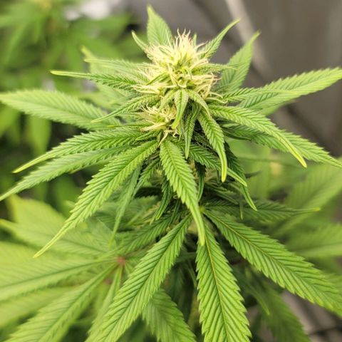 April growlog timeline photo