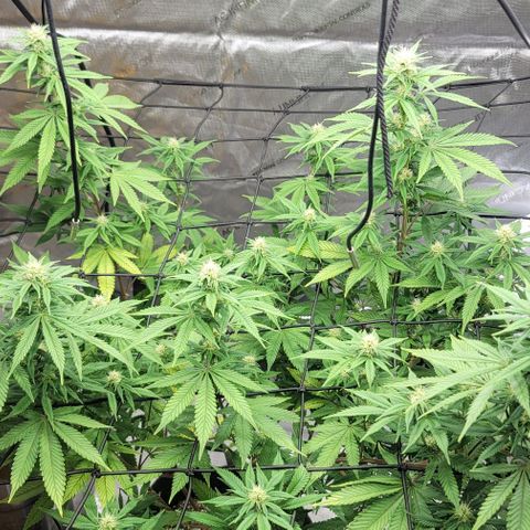 April growlog timeline photo