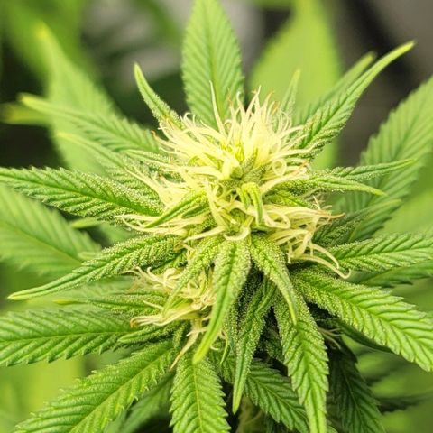 April growlog timeline photo