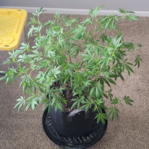 April growlog timeline photo