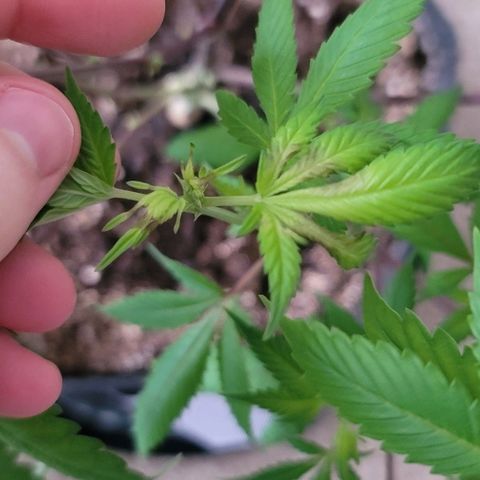 April growlog timeline photo