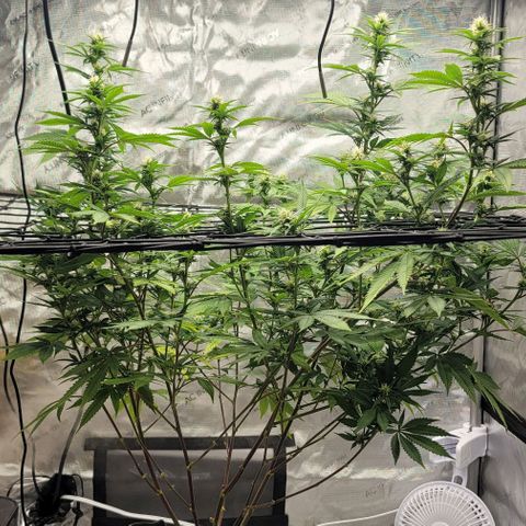 April growlog timeline photo