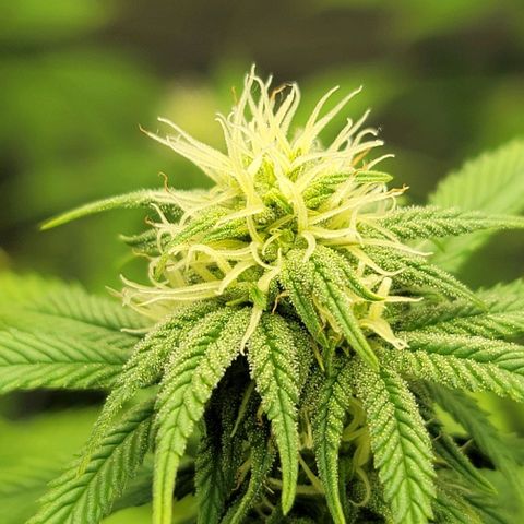April growlog timeline photo