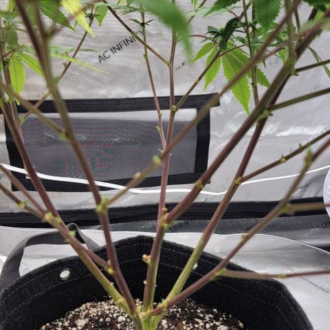April growlog timeline photo