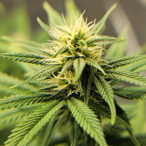 April growlog timeline photo