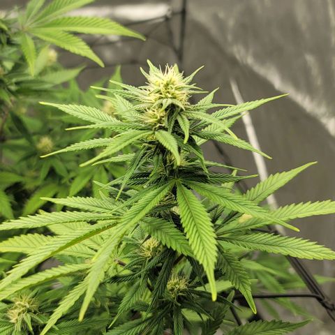 April growlog timeline photo