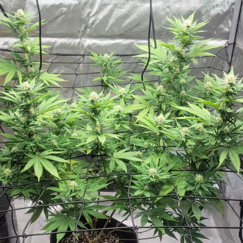 April growlog timeline photo