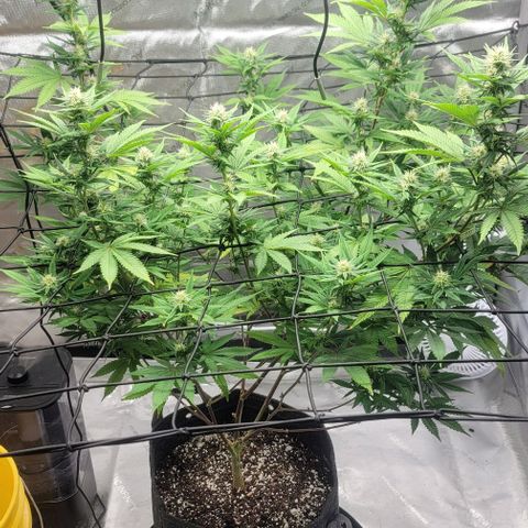 April growlog timeline photo