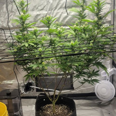 April growlog timeline photo
