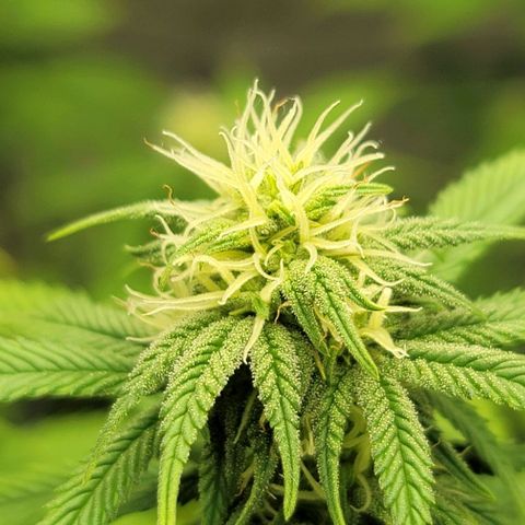 April growlog timeline photo