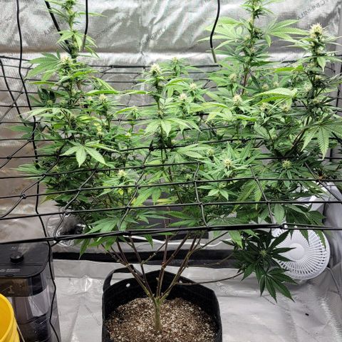 April growlog timeline photo