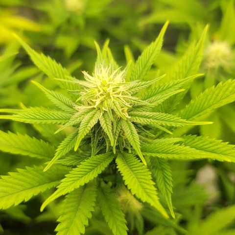 April growlog timeline photo