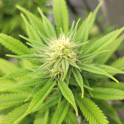 April growlog timeline photo