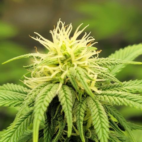 April growlog timeline photo