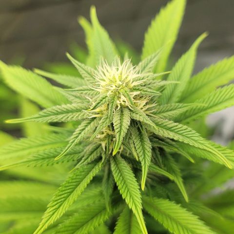 April growlog timeline photo