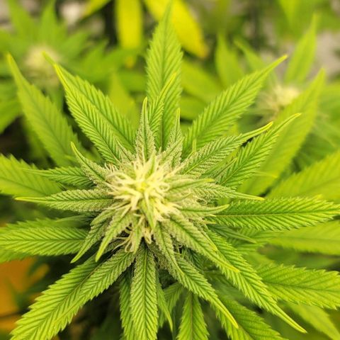 April growlog timeline photo