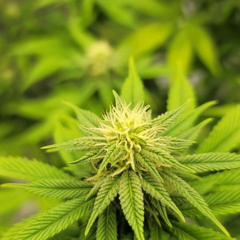 April growlog timeline photo