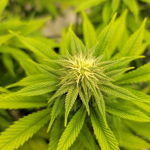 April growlog timeline photo