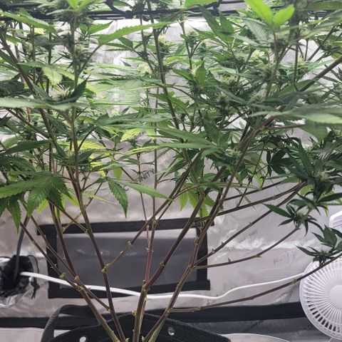 April growlog timeline photo